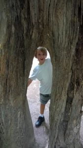 Boy behind a gap in a tree trunk, at Bamboo Land
