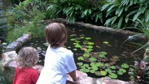 Boys looking into a pond, at Bamboo Land