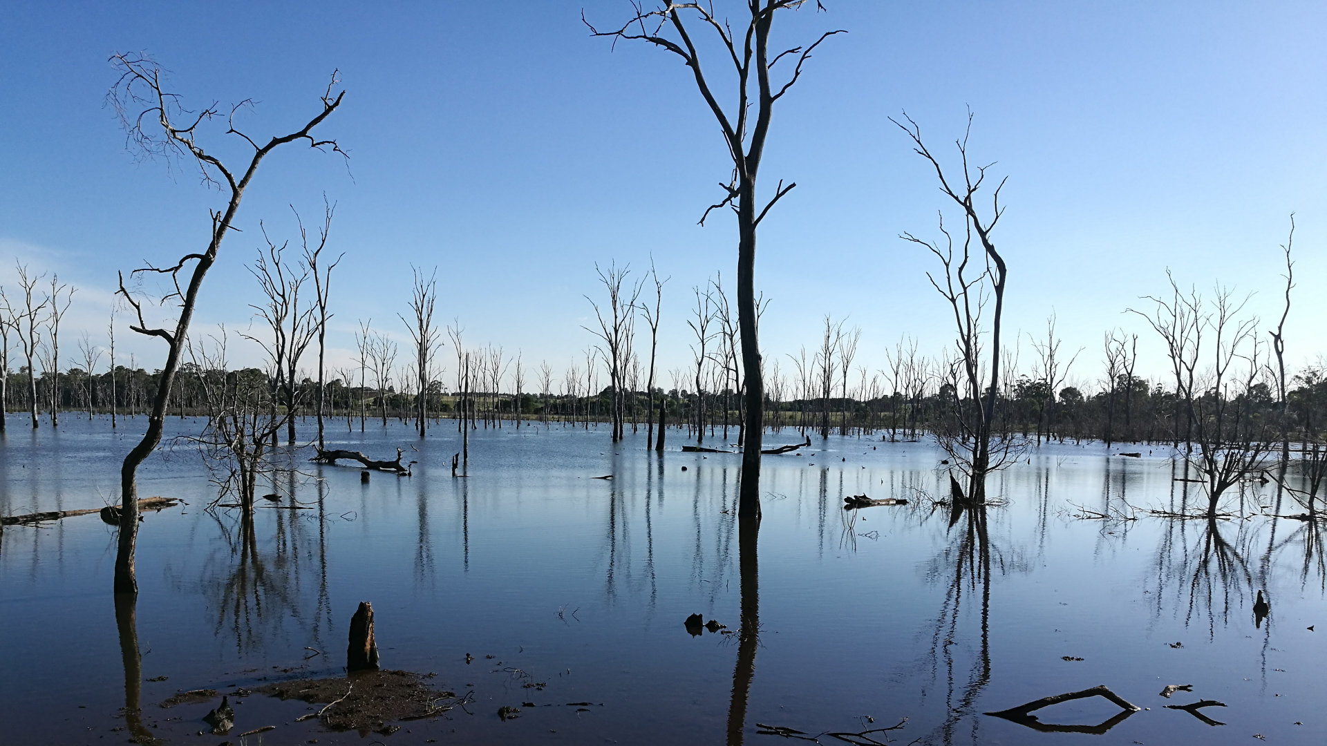 The Wooroolin Wetlands with skeletal remains of trees in the palustrine wetland (inland without flowing water). The wetlands has a walking trail and bird hide