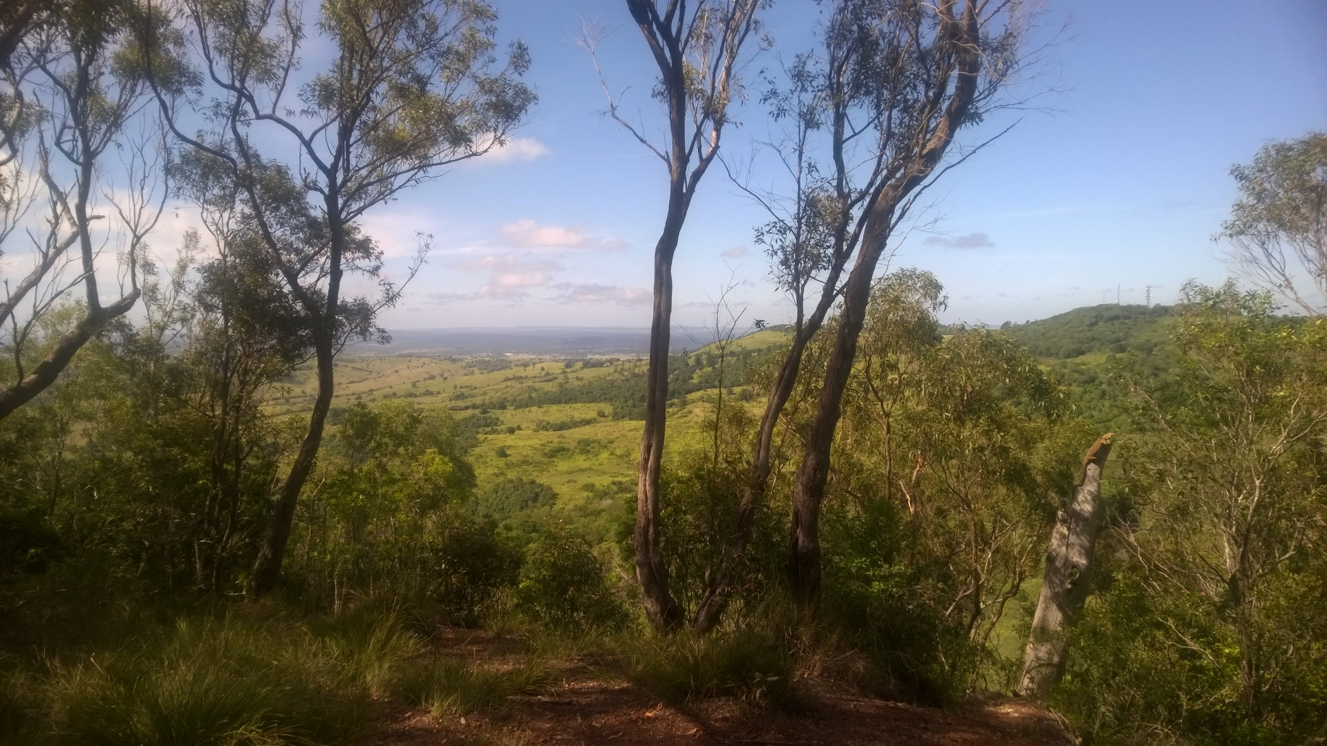 Looking south from Braithwaite's Lookout at Boat Mountain Conservation Park, and a goanna perched at the top of a dead tree trunch. Boat Mountain is west of Goomeri and north of Murgon, with Braithwaite's Lookout, Daniel's Lookout, and Silburn Vine Scrub walks