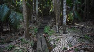 Boardwalk and steps through the palm forest