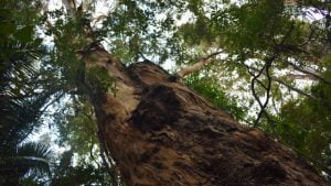 Looking up a 300 year old grey gum