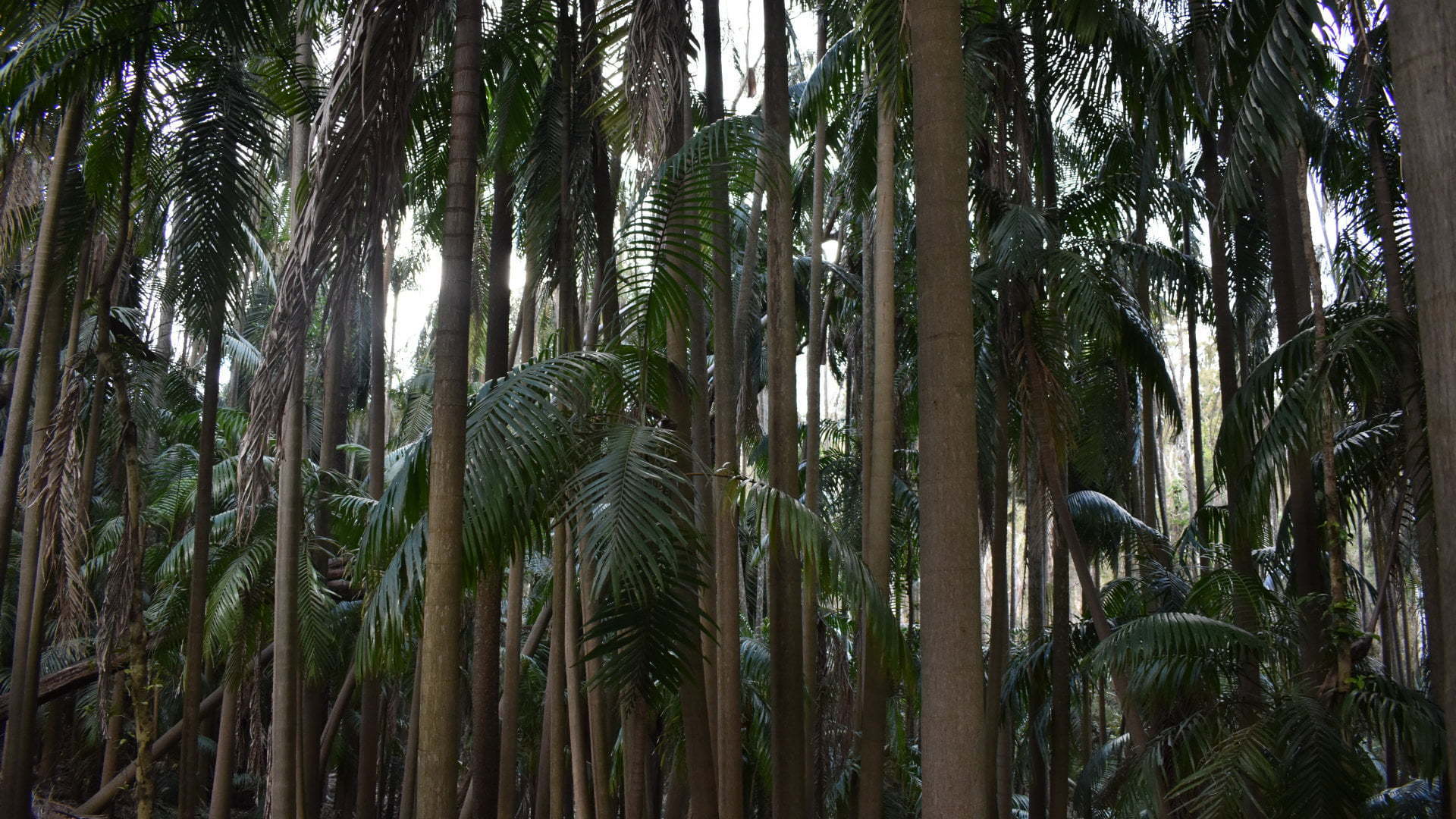 Dense palm trunks at The Palms National Park, a remnant of the palm subtropical rainforest, a spring fed gully with tall palms, bunya and hoop pines, eucalypt, and fig trees