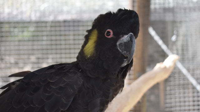 Black Cockatoo, at the Flying High Bird Sanctuary