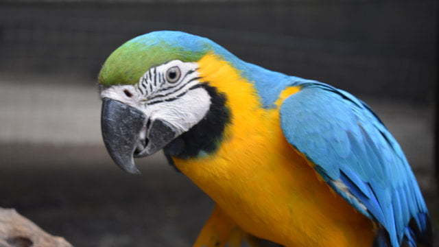 Macaw, at the Flying High Bird Sanctuary