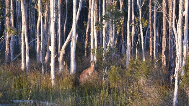 Edge of tree forest with a kangaroo, on the inland track of Bribie Island