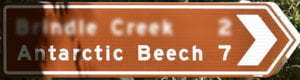 Brown sign for Antarctic Beech, 7km