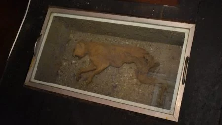 Moggy, the mummified cat found under the floorboards of Glengallan Homestead