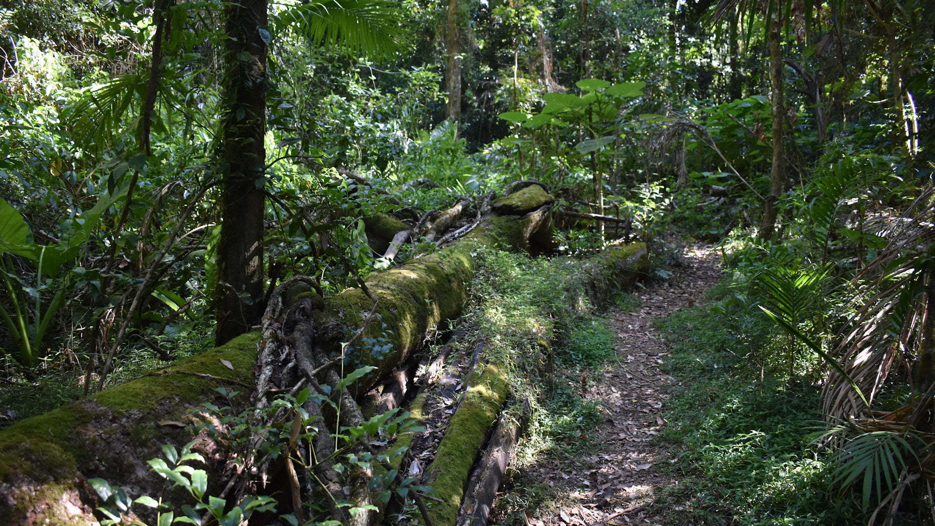 Rainforest walking track beside a fallen fig tree log, on the Murray Scrub Walk in Toonumbar National Park