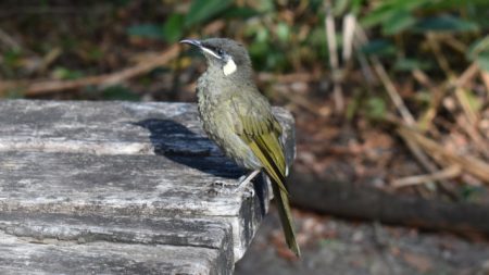 Bird on the edge of a wooden picnic table, at Sheepstation Creek Campgrounds at Border Ranges National Park