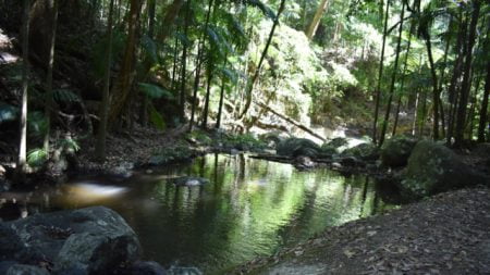 Swimming hole in Sheepstation Creek, at Border Ranges National Park