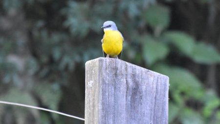 Eastern Yellow Robin on a wooden fence post, taken at the picnic area of Maiala in D'Aguilar National Park