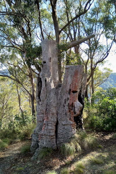 Stump with standing board holes used by axemen, at Raspberry Lookout in Gibraltar Ranges National Park