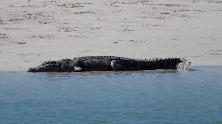 Crocodile sunning itself on the beach, taken while on a tour at Willie Creek Pearl Farm
