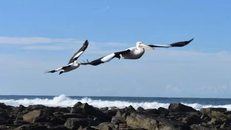 Pelicans flying over ocean rocks, taken at Woody Head in Bundjalung National Park