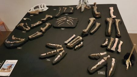 Fossil bones of Banjo, dinosaur at the Australian Age Of Dinosaurs Museum