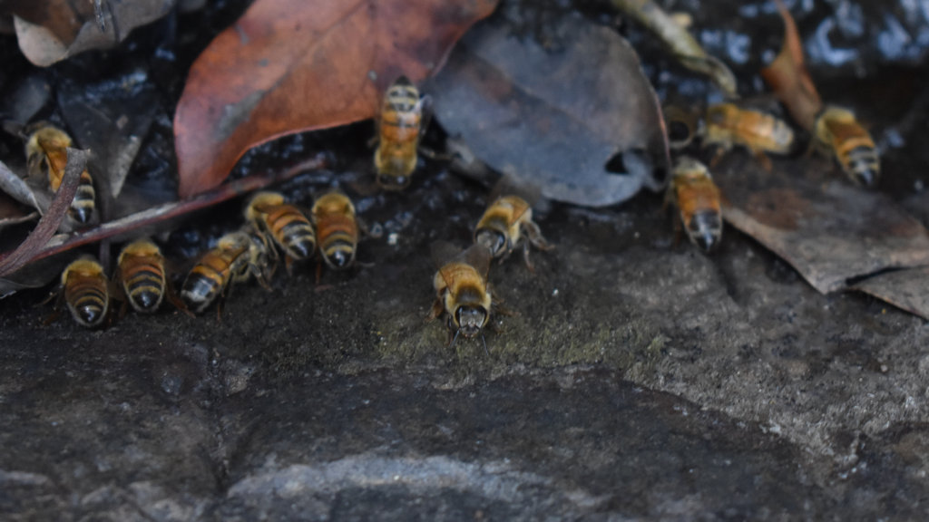 Bees rehydrating at the Cougal Cascades in Mt Cougal National Park