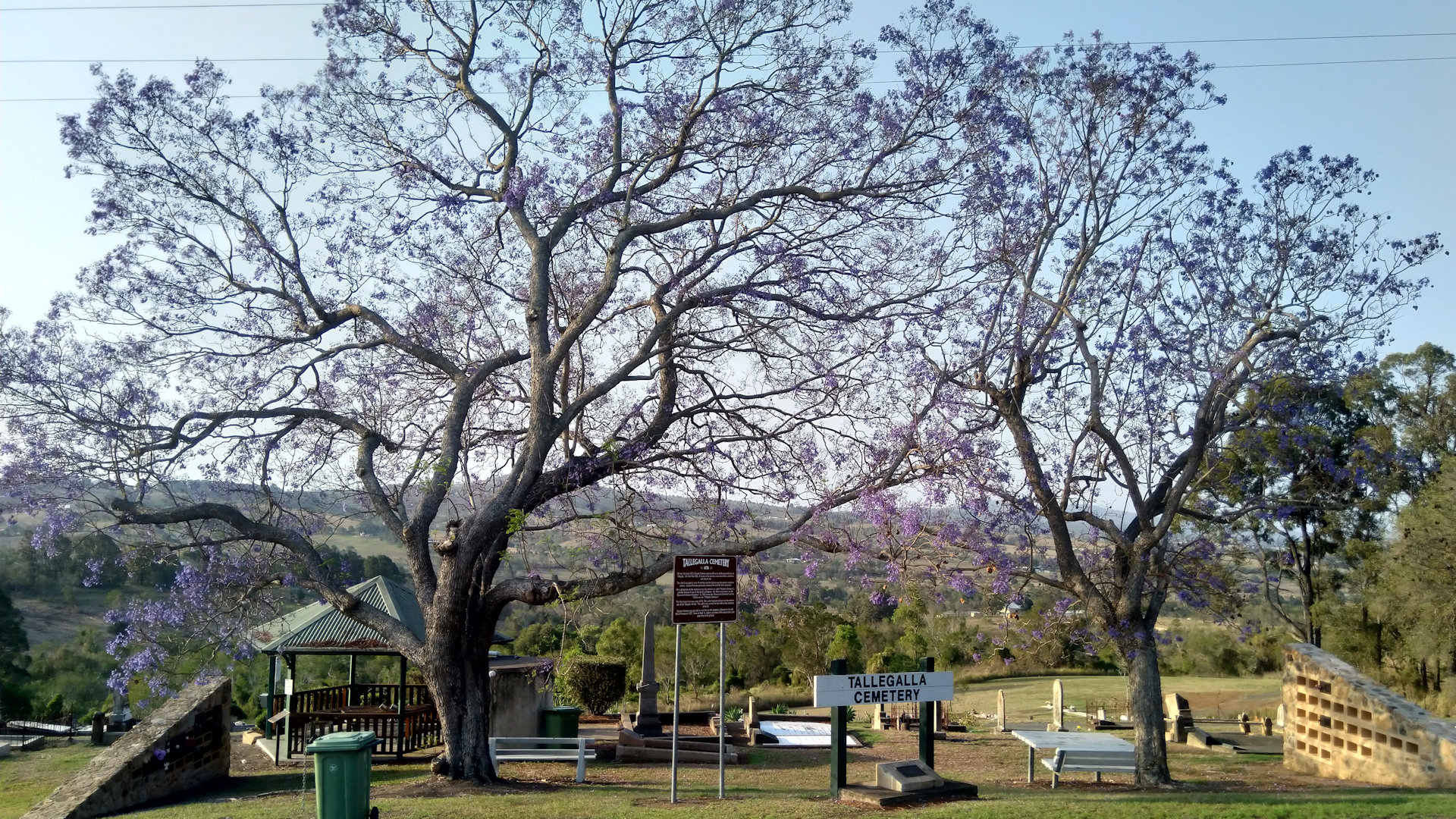 Large Jacaranda trees at the front of a cemetery, Tallegalla Cemetery