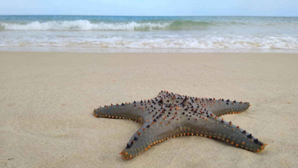Star fish on the beach, waves in the background
