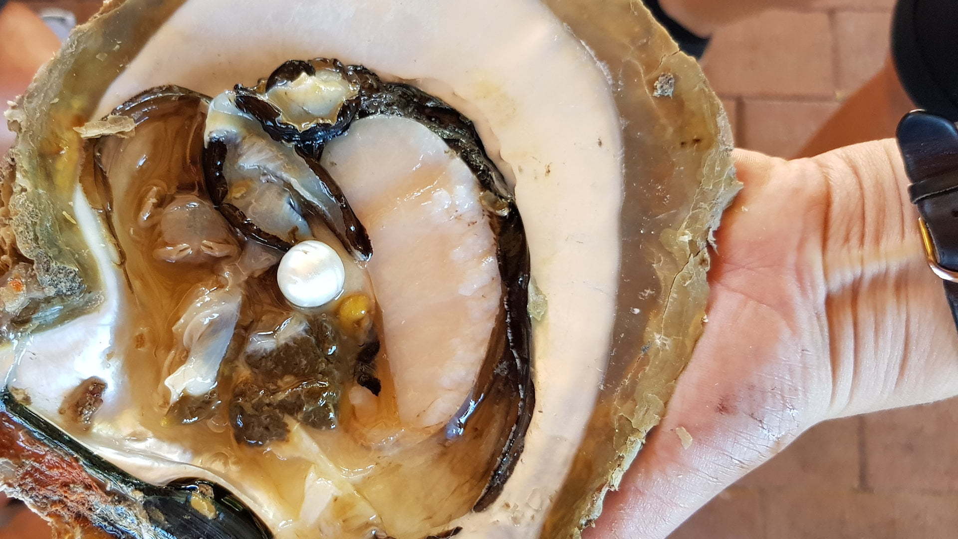 Pearl in a large opened oyster, at the Willie Creek Pearl Farm in Western Australia