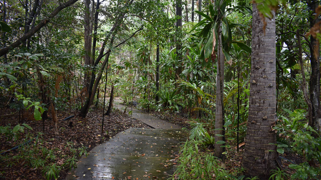 Australian Rainforest walk at the Bundaberg Botanic Gardens Complex