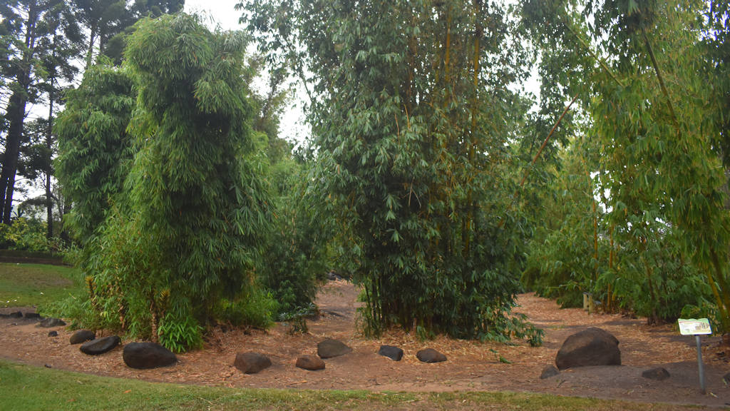 Bamboo Garden at the Bundaberg Botanic Gardens Complex