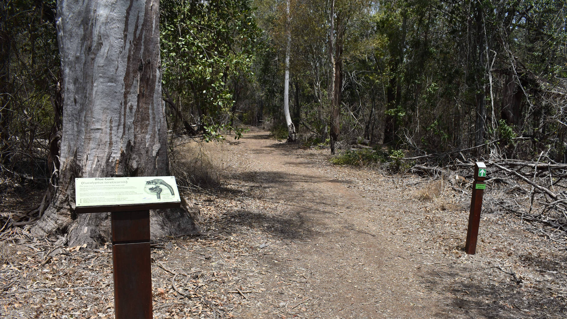 Walking trail leading into the scrub, an information sign to the side in front of a Blue Gum