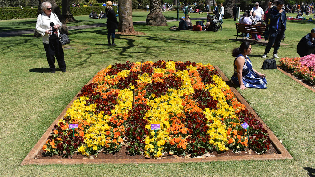 Garden bed at the Queens Park Gardens in Toowoomba with different colours of Pansy, at the Carnival of Flowers