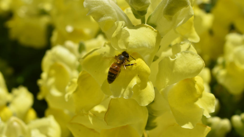 Yellow Snapdragon flowers with a bee
