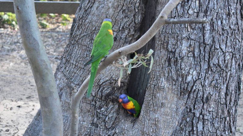 Rainbow Lorikeets, one at the entrance of a hollow in a tree, the other on a small branch looking back towards the hollow