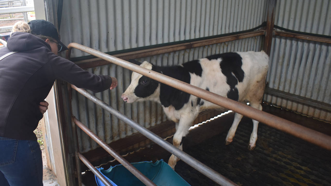 Petting a calf at Gallo Dairyland animal nursery