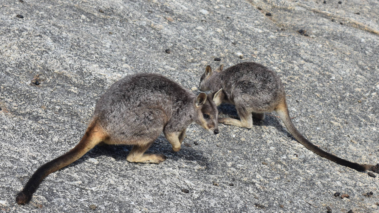 Mareeba Rock Wallabies at the wallaby feeding area in Granite Gorge Nature Park
