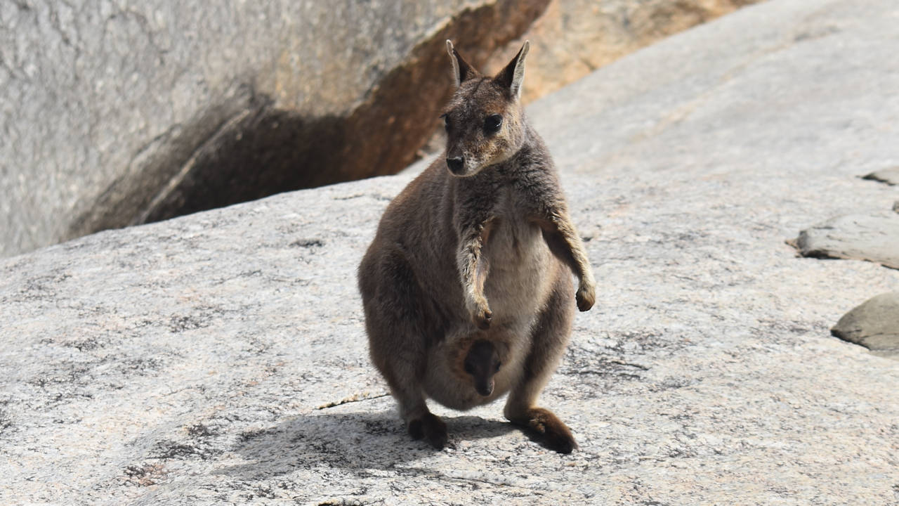 Mareeba Rock Wallaby with a joey poking its head out of its mother's pouch, at Granite Gorge Nature Park