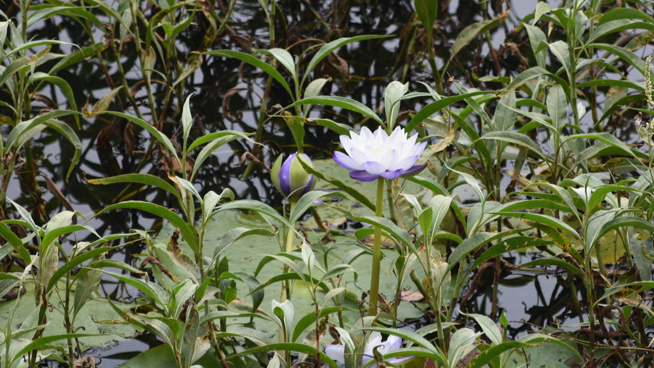 Flowering water lily in Hasties Swamp near Atherton