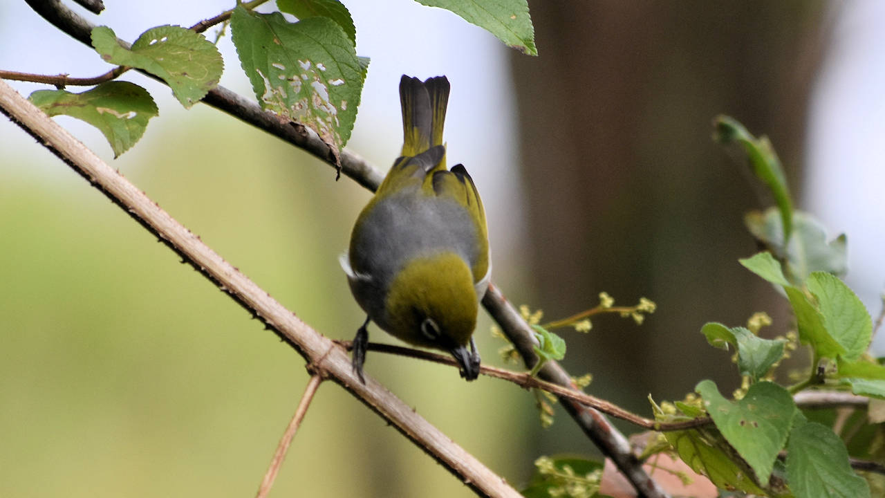 Silvereye chasing insects in a tree, taken next to the bird hide in Hasties Swamp