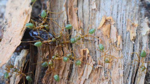 Green tree ants working together pulling food on wood