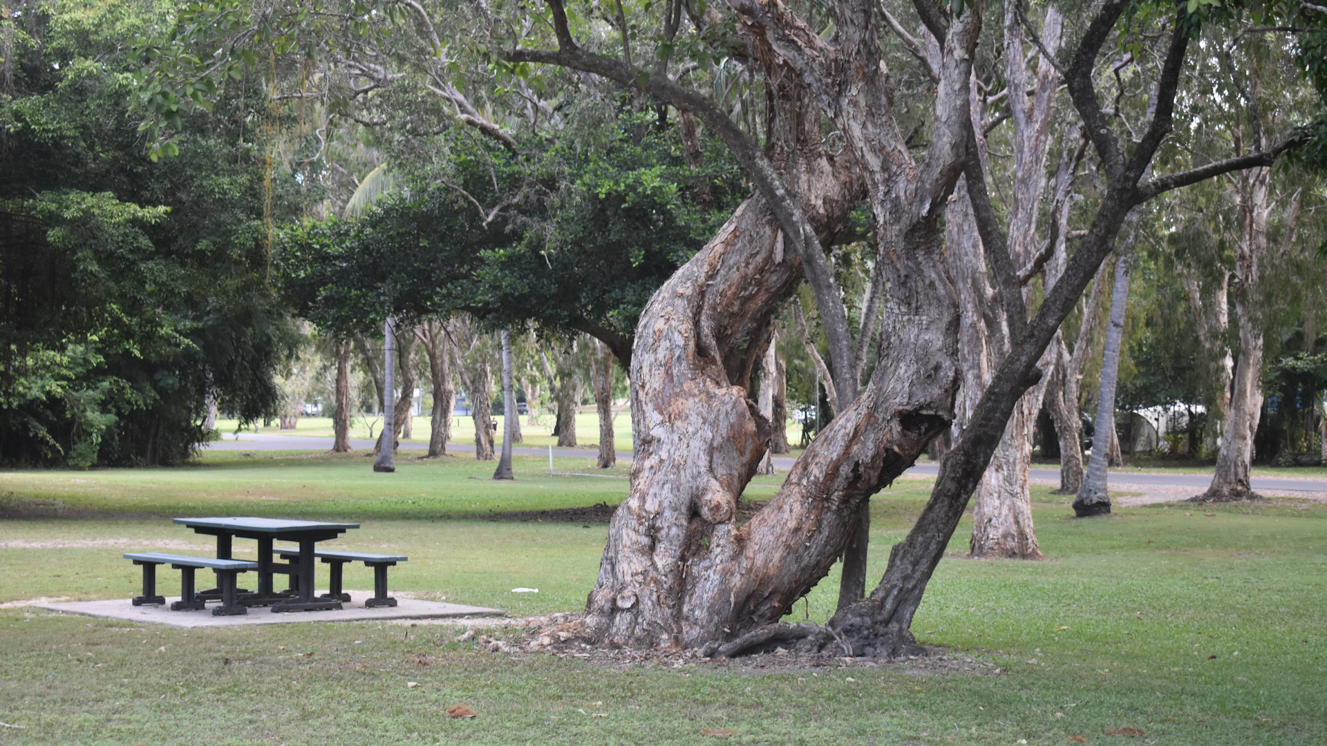 Picnic table and tree in Jalunbu Park at Port Douglas