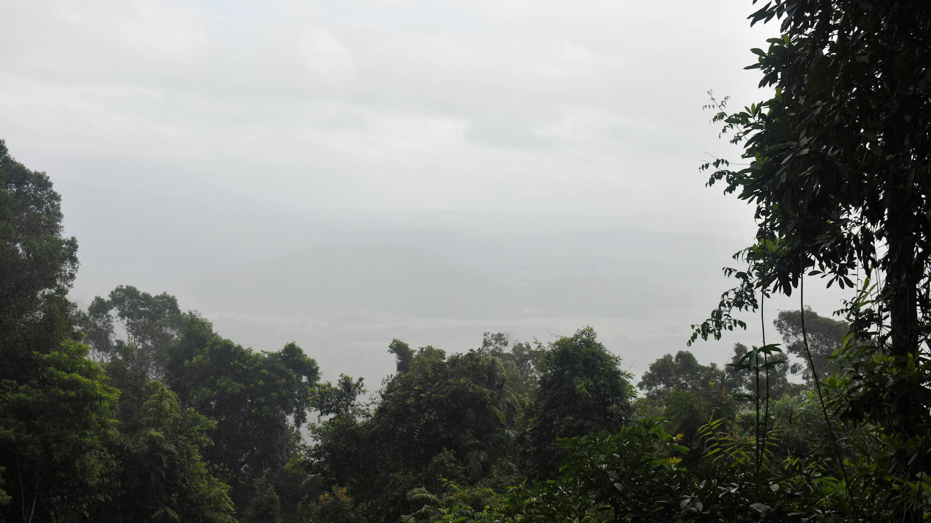 Overcast and gray view through vegetation from a lookout on the Rex Range in Tropical North Queensland