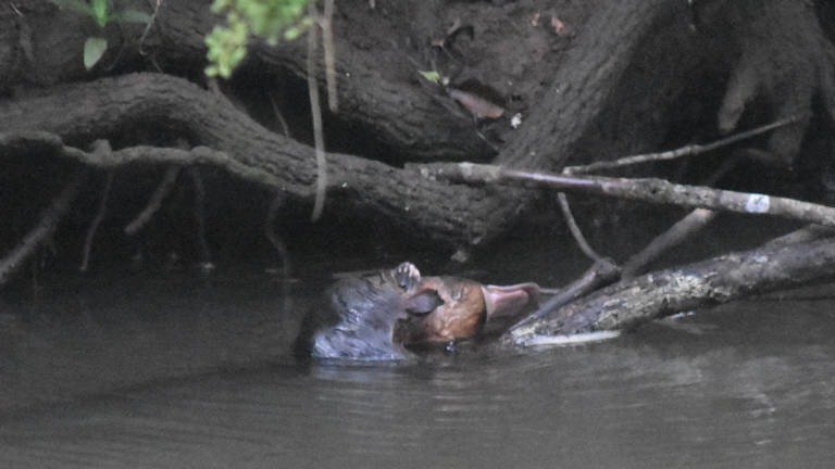 Platypus on branches partly submerged in the water having a scratch