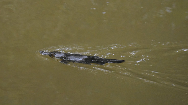 Platypus swimming with a small wake coming off it
