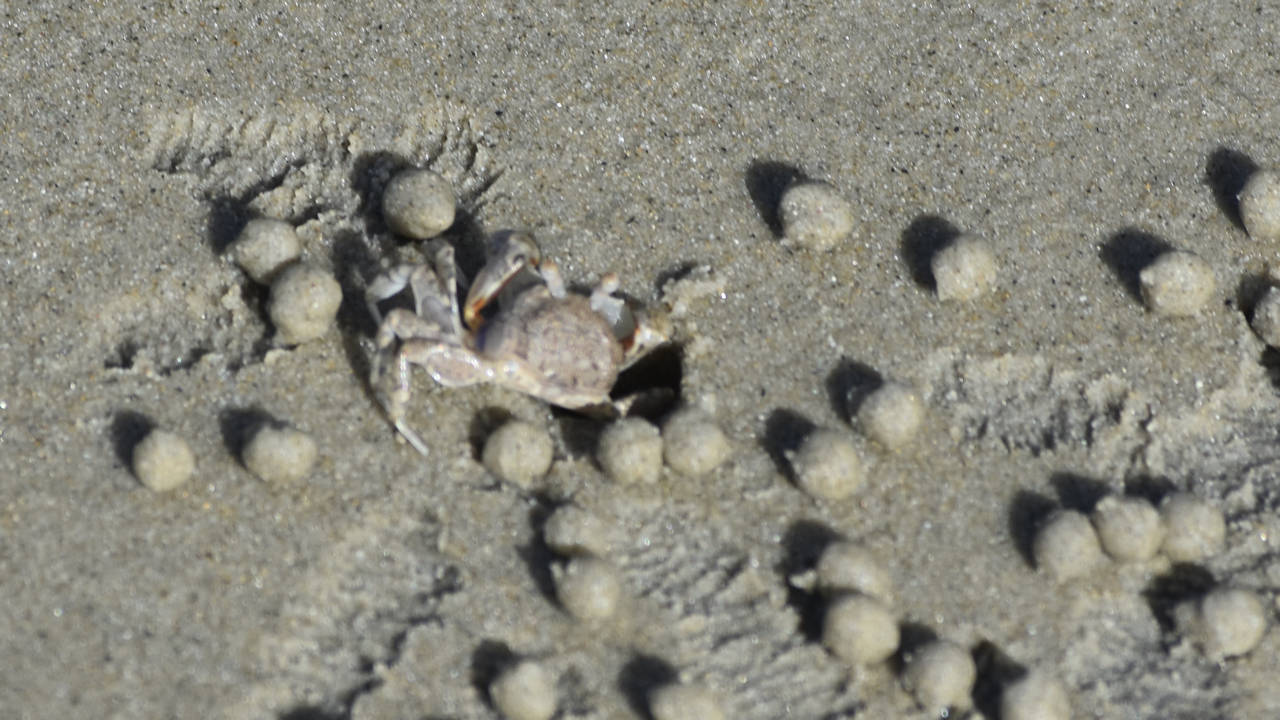 Ghost crab entering hole in the beach, surrounded by sand balls it created