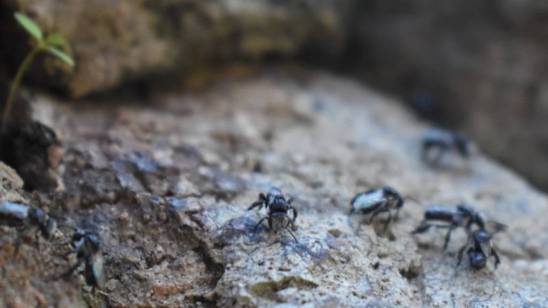 Australian native bees on rock