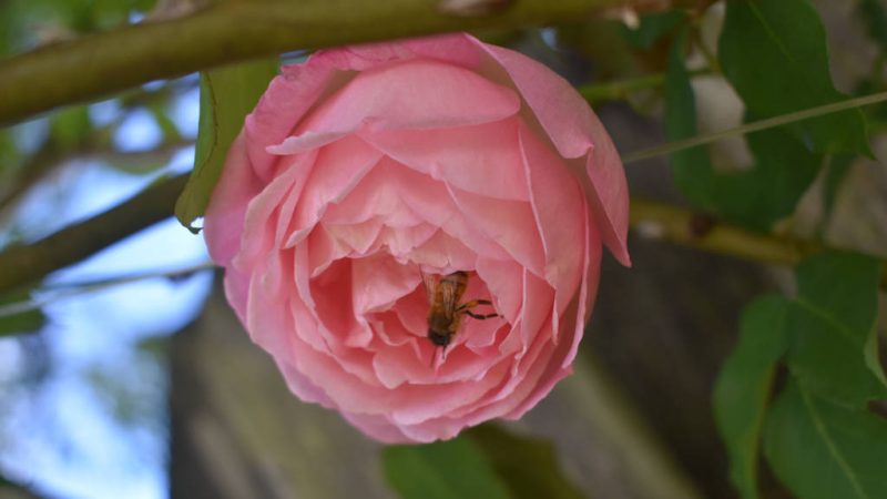 Rose with a bee entering to collect pollen