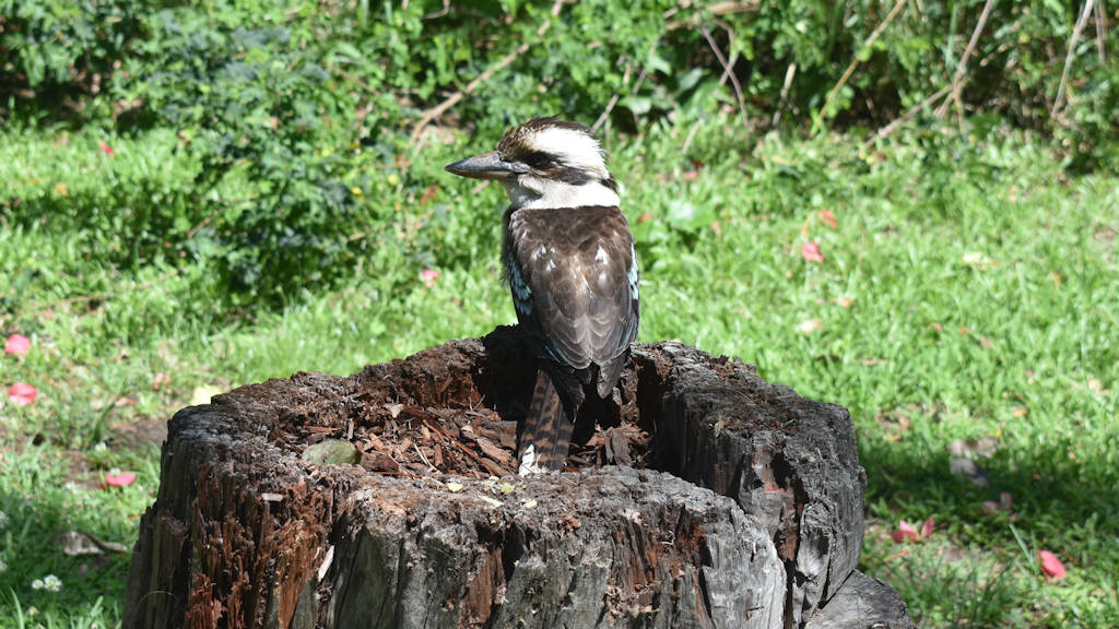 Kookaburra on an old tree stump
