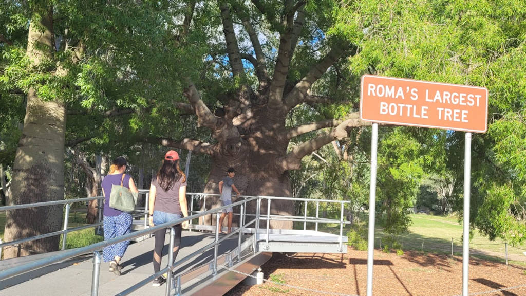 Viewing platform to look at Roma's Largest Bottle Tree