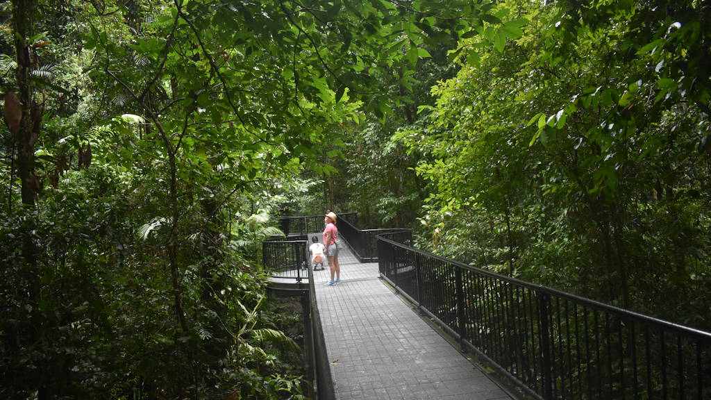Elevated walk through the lower canopy of a rainforest