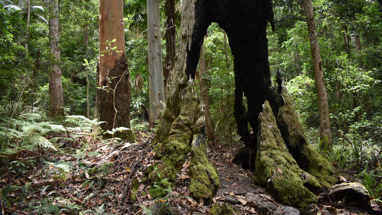 Walking trail goes through a hollowed burnt-out tree trunk, on the Atrax Circuit at Manorina, D'Aguilar National Park in Mt Nebo