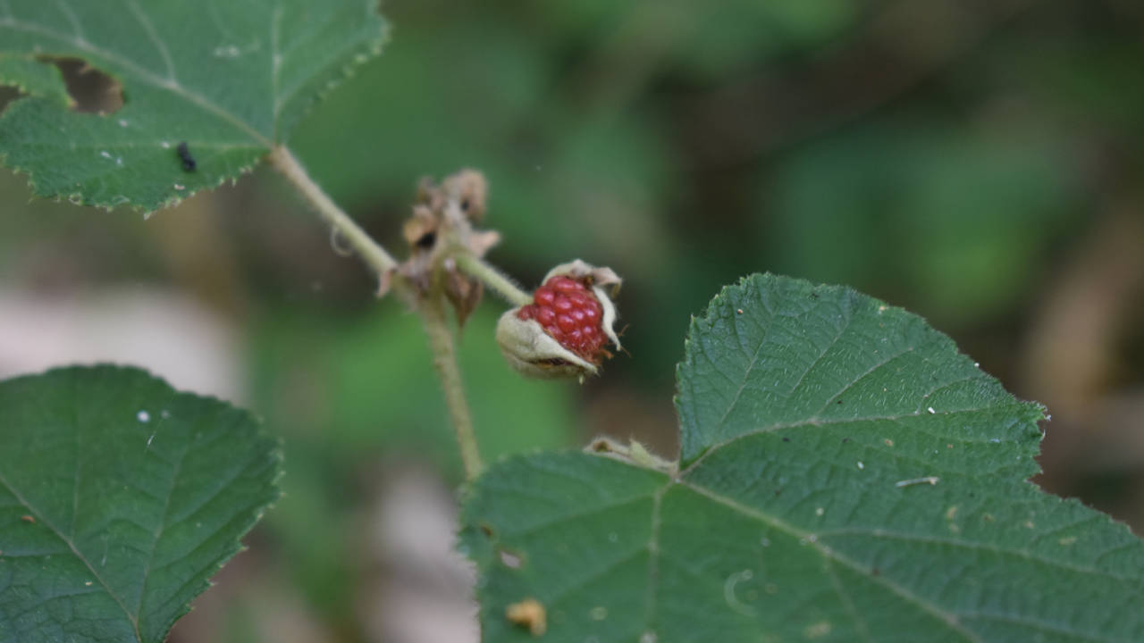 Native raspberry, found on the Morelia Walking Track at Marorina, Mt Nebo