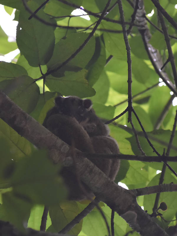 Possum curled up on a branch, taken near the Curtain Fig Tree in Tropical North Queensland