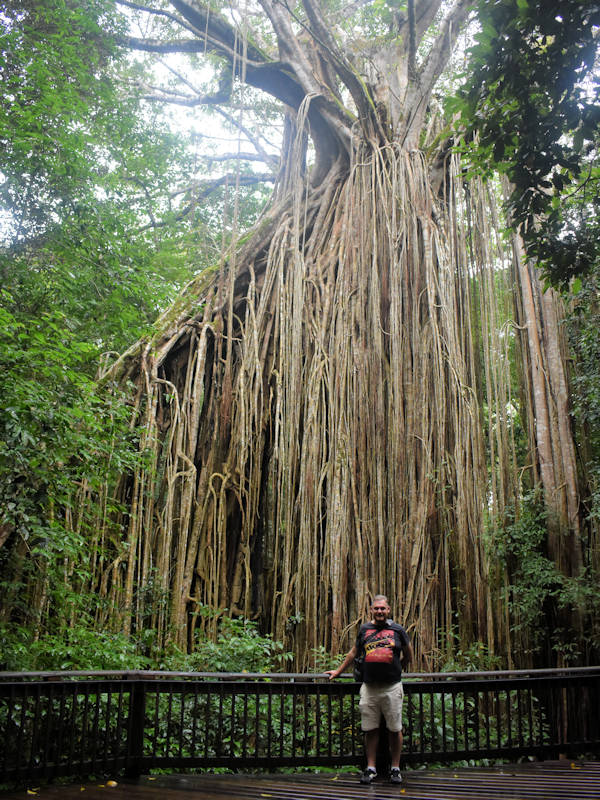 Curtain Fig Tree, man standing in front for the photo